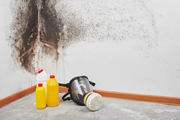 Best Mold Inspection  in Wadena, MN