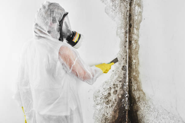 Mold Testing and Removal in Wadena, MN