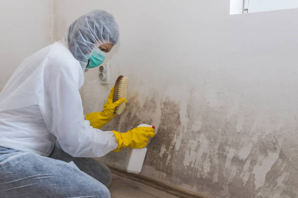 Best Office Mold Removal Services  in Wadena, MN
