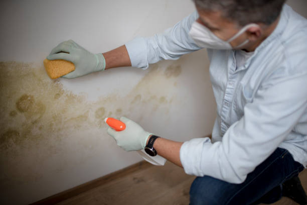 Best Toxic Mold Removal  in Wadena, MN