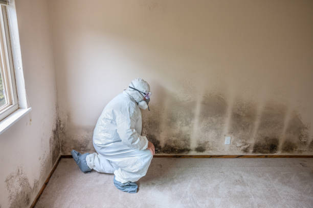 Best Mold Testing and Removal  in Wadena, MN